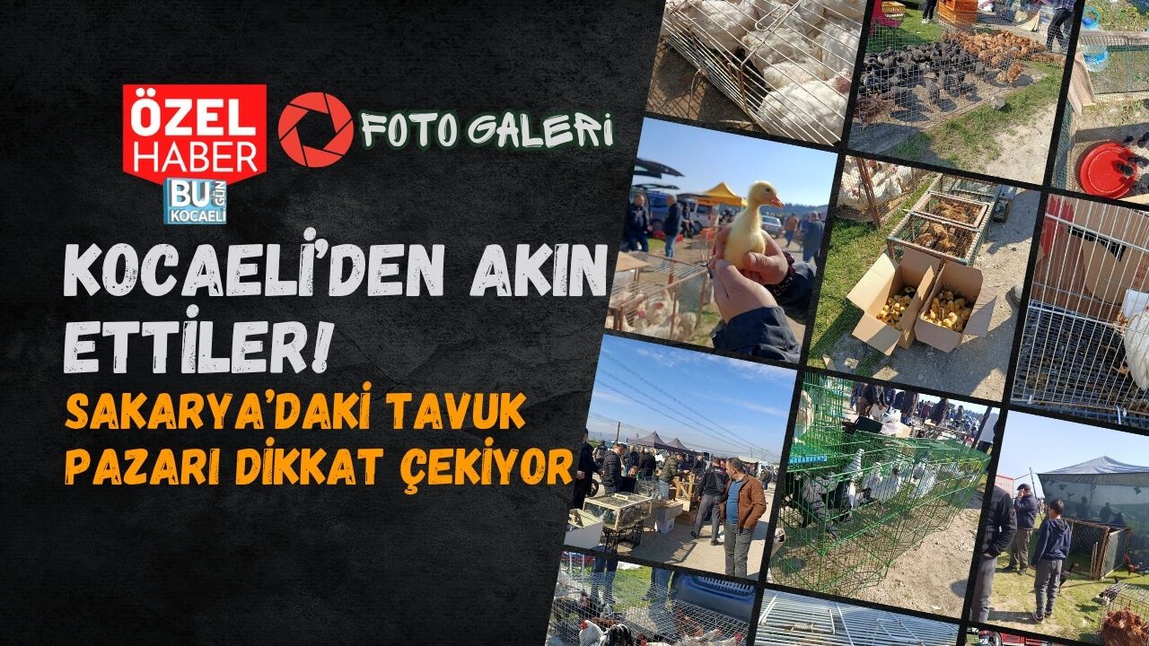KOCAELİ’DEN AKIN ETTİLER! SAKARYA’DAKİ TAVUK PAZARI DİKKAT ÇEKİYOR