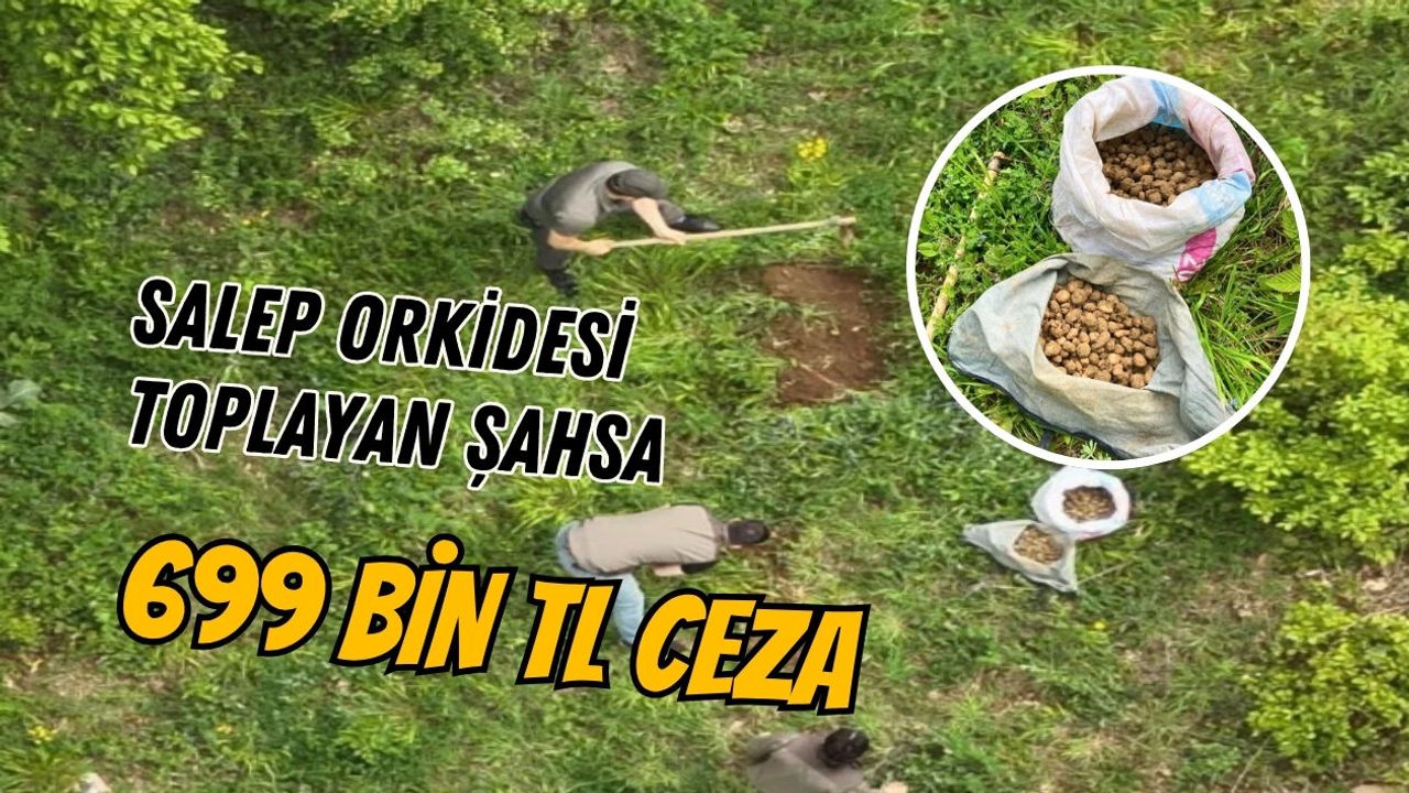 KOCAELİ’DE SALEP ORKİDESİ TOPLAYAN ŞAHSA 699 BİN TL CEZA