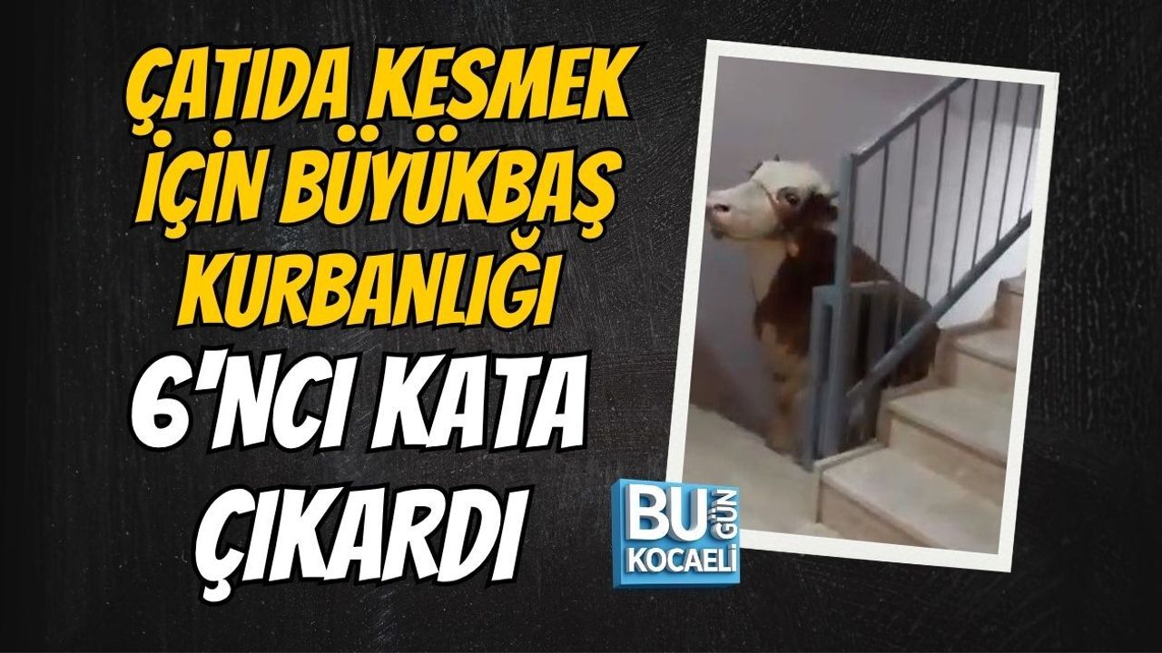 ÇATIDA KESMEK İÇİN BÜYÜKBAŞ KURBANLIĞI 6'NCI KATA ÇIKARDI