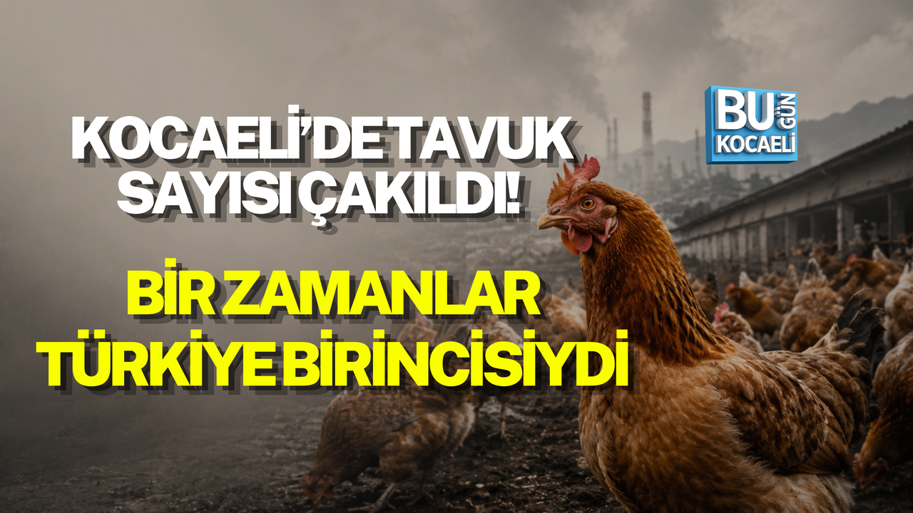 KOCAELİ’DE TAVUK SAYISI ÇAKILDI! BİR ZAMANLAR TÜRKİYE BİRİNCİSİYDİ