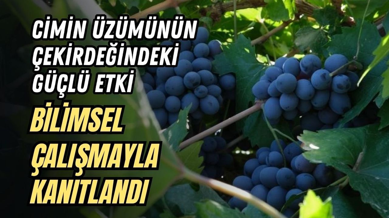 CİMİN ÜZÜMÜNÜN ÇEKİRDEĞİNDEKİ GÜÇLÜ ETKİ BİLİMSEL ÇALIŞMAYLA KANITLANDI