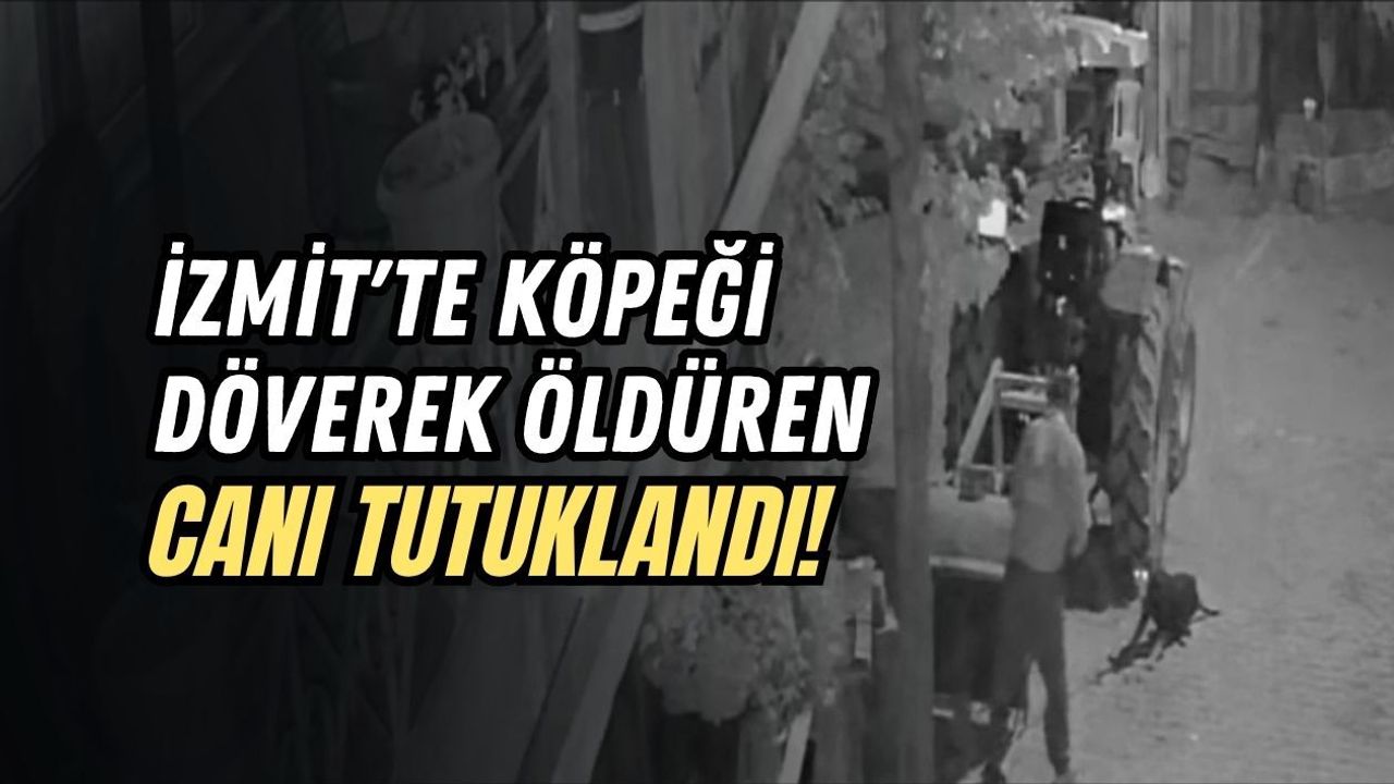 İZMİT'TE KÖPEĞİ DÖVEREK ÖLDÜREN CANI TUTUKLANDI!