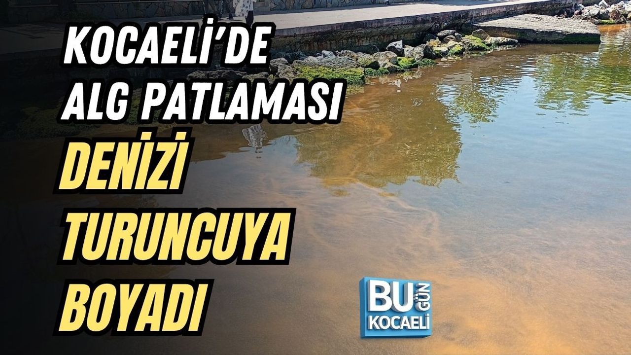 KOCAELİ'DE ALG PATLAMASI DENİZİ TURUNCUYA BOYADI