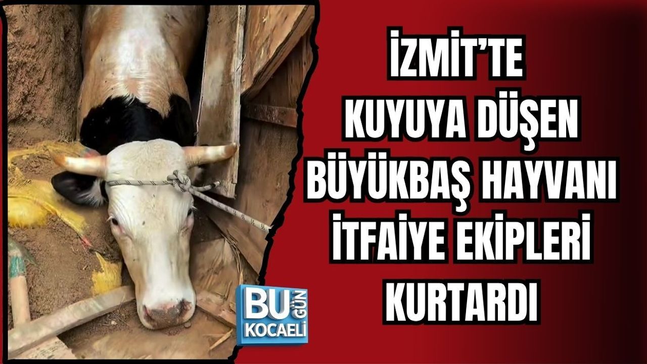 İZMİT’TE KUYUYA DÜŞEN BÜYÜKBAŞ HAYVANI İTFAİYE EKİPLERİ KURTARDI