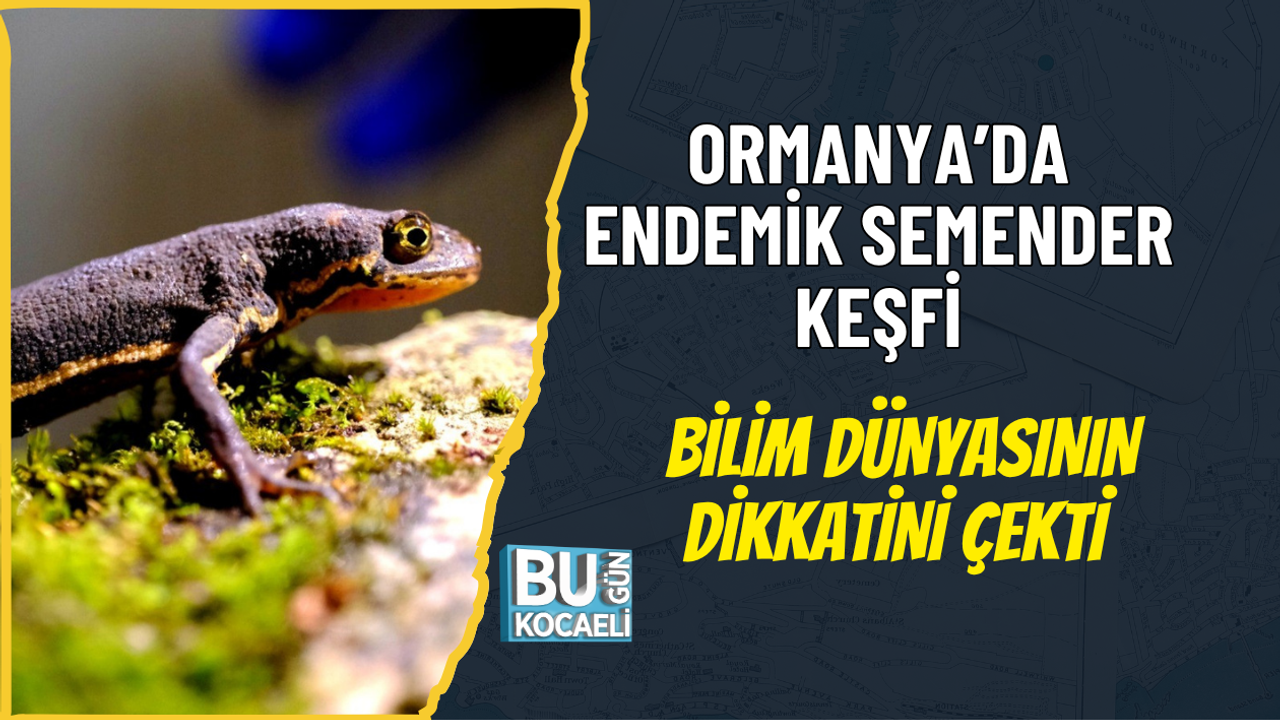 ORMANYA’DA ENDEMİK SEMENDER KEŞFİ BİLİM DÜNYASININ DİKKATİNİ ÇEKTİ