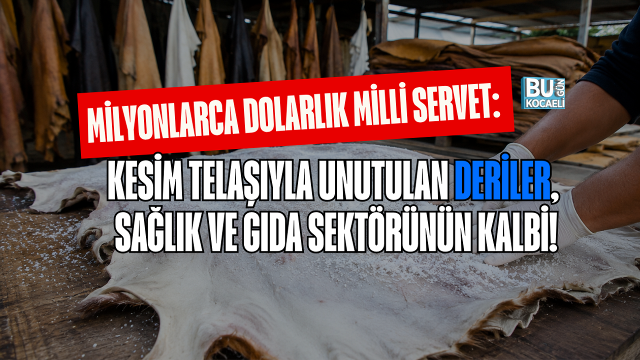 MİLYONLARCA DOLARLIK MİLLİ SERVET: KESİM TELAŞIYLA UNUTULAN DERİLER, SAĞLIK VE GIDA SEKTÖRÜNÜN KALBİ!