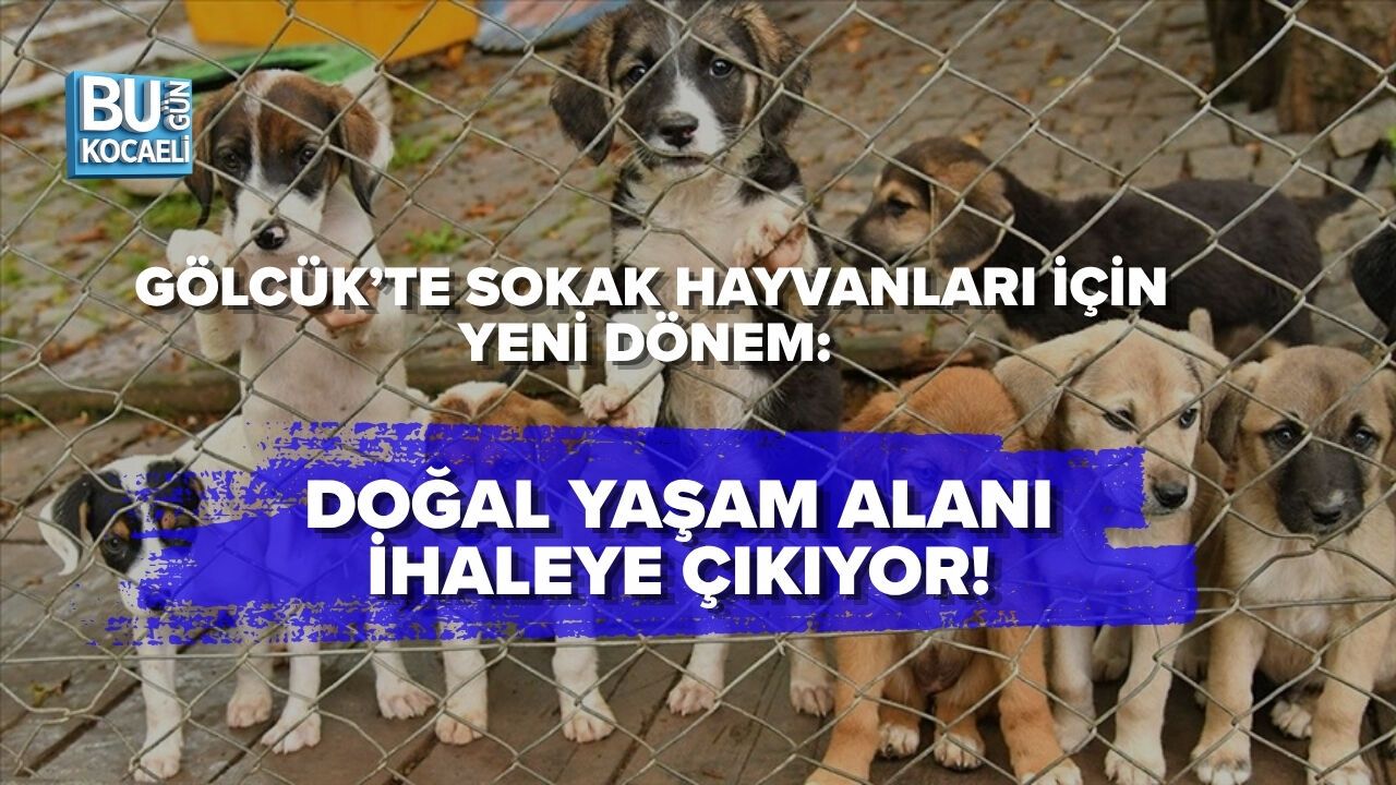 GÖLCÜK’TE SOKAK HAYVANLARI İÇİN YENİ DÖNEM: DOĞAL YAŞAM ALANI İHALEYE ÇIKIYOR