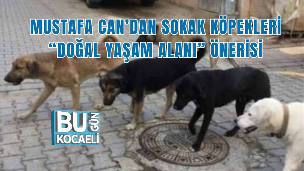 MUSTAFA CAN’DAN SOKAK KÖPEKLERİ “DOĞAL YAŞAM ALANI” ÖNERİSİ