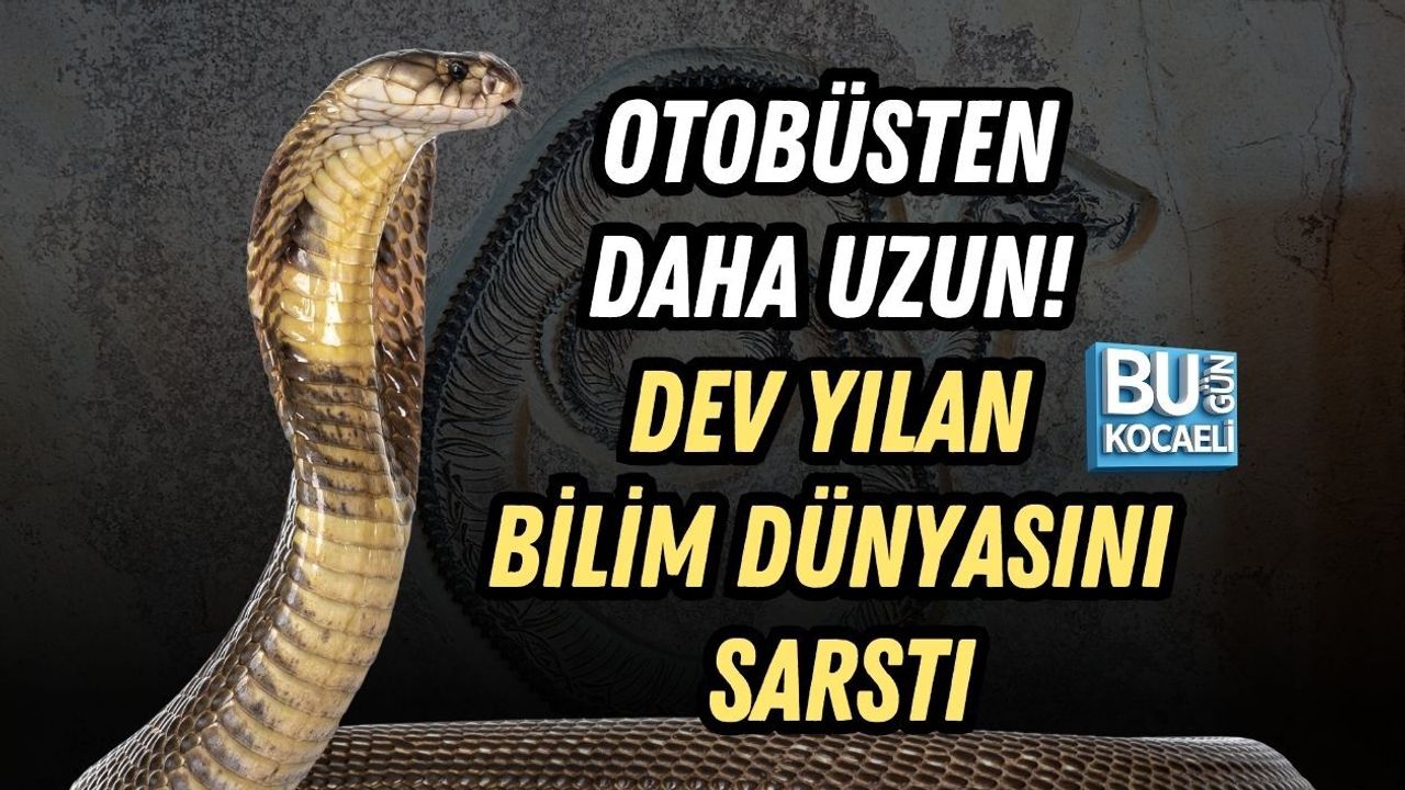 OTOBÜSTEN DAHA UZUN! DEV YILAN BİLİM DÜNYASINI SARSTI