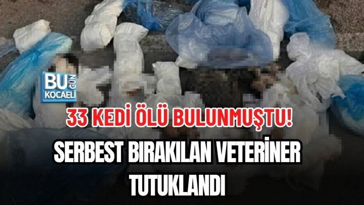 33 KEDİ ÖLÜ BULUNMUŞTU! SERBEST BIRAKILAN VETERİNER TUTUKLANDI
