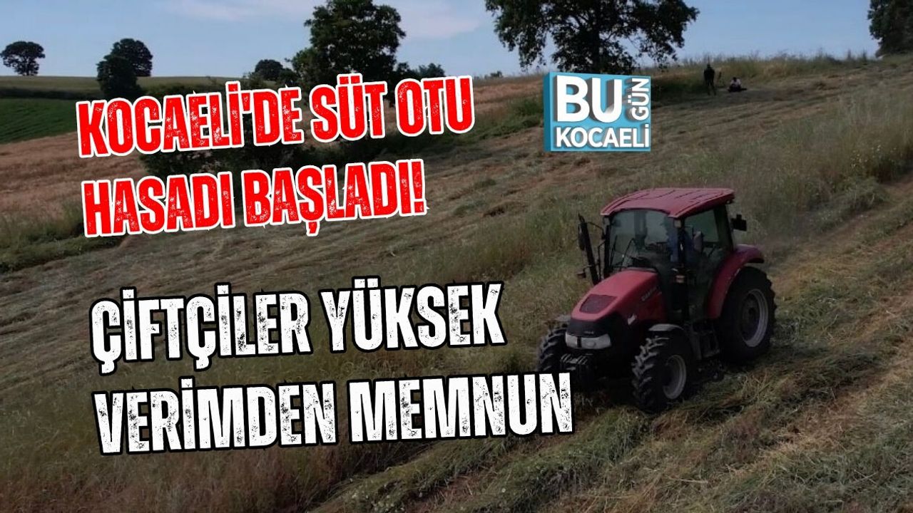 KOCAELİ'DE SÜT OTU HASADI BAŞLADI! ÇİFTÇİLER YÜKSEK VERİMDEN MEMNUN