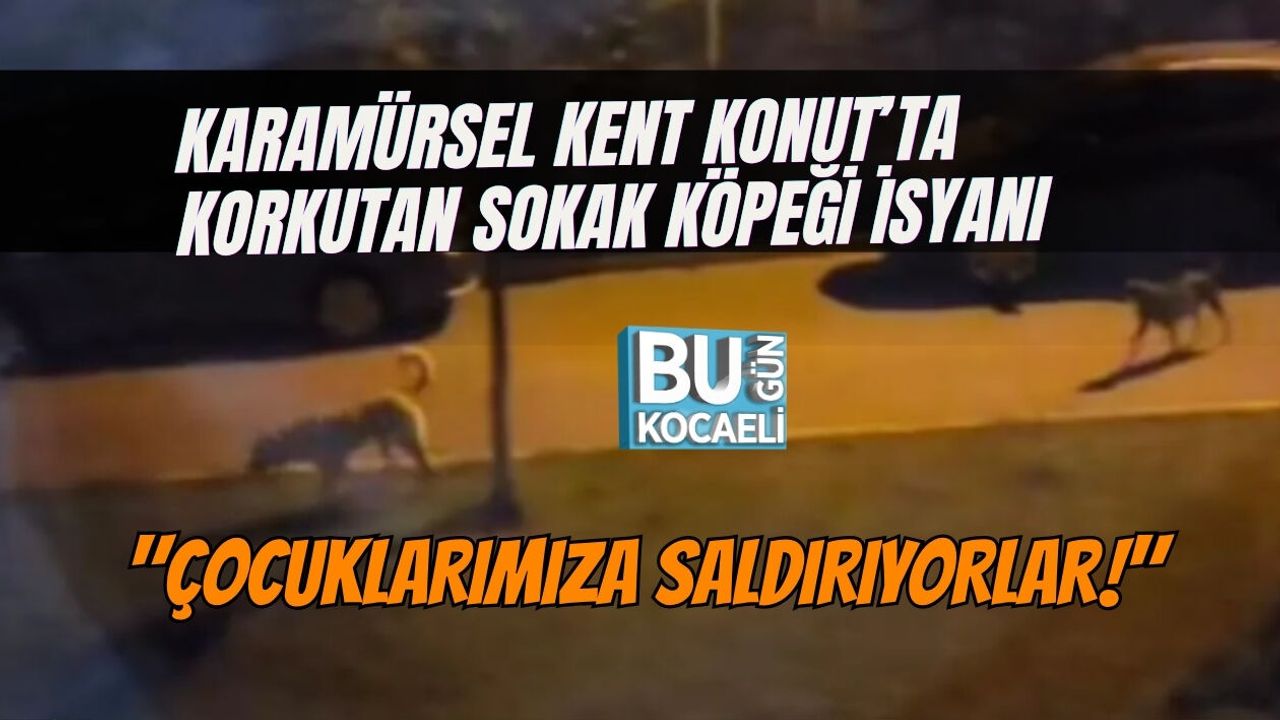 KARAMÜRSEL KENT KONUT’TA KORKUTAN SOKAK KÖPEĞİ İSYANI: "ÇOCUKLARIMIZA SALDIRIYORLAR!"