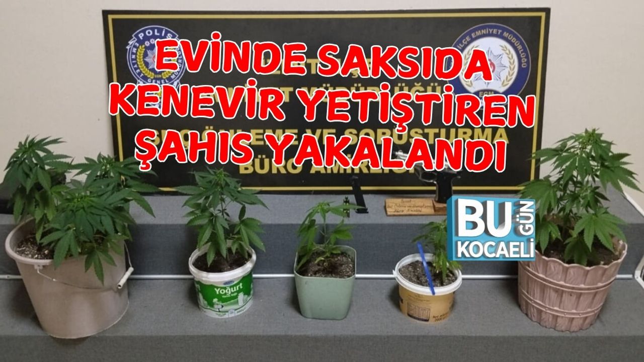 EVİNDE SAKSIDA KENEVİR YETİŞTİREN ŞAHIS YAKALANDI