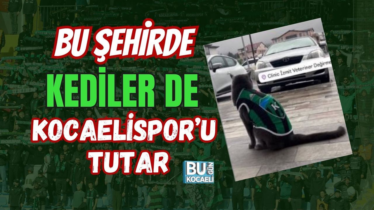 BU ŞEHİRDE KEDİLER DE KOCAELİSPOR’U TUTAR