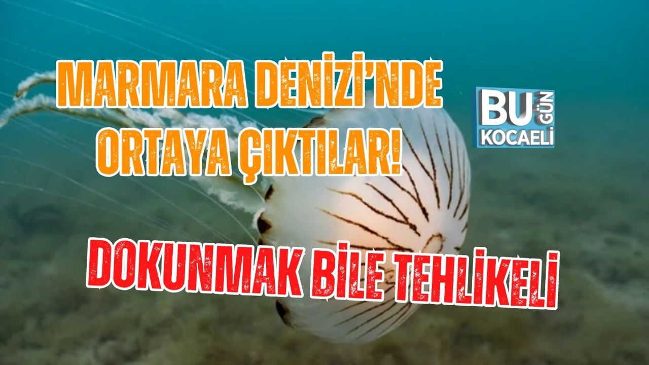 MARMARA DENİZİ’NDE ORTAYA ÇIKTILAR! DOKUNMAK BİLE TEHLİKELİ