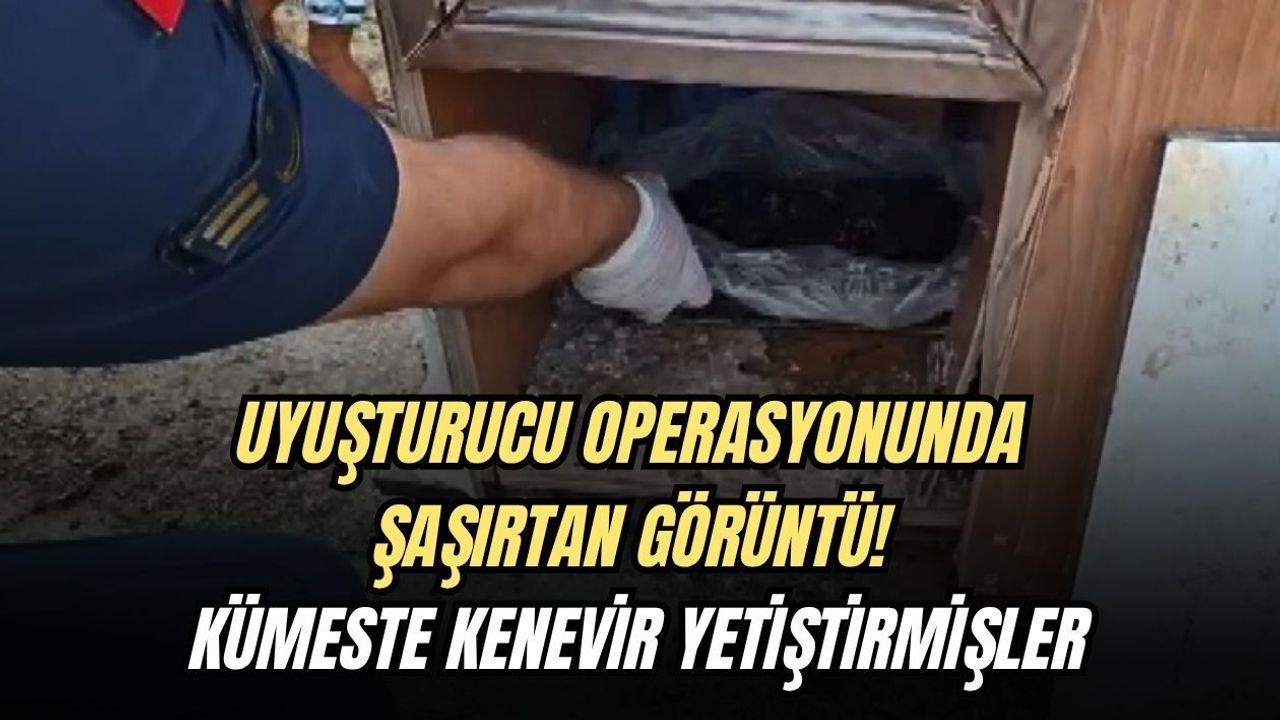 UYUŞTURUCU OPERASYONUNDA ŞAŞIRTAN GÖRÜNTÜ! KÜMESTE KENEVİR YETİŞTİRMİŞLER