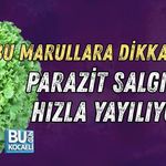BU MARULLARA DİKKAT! PARAZİT SALGINI EYALET EYALET YAYILIYOR