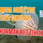 MARMARA DENİZİ’NDE ORTAYA ÇIKTILAR! DOKUNMAK BİLE TEHLİKELİ