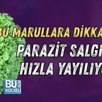 Sağlık