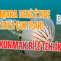 Genel