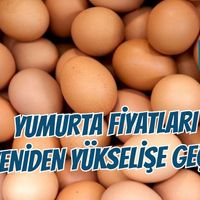 Genel