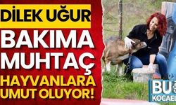 Kocaeli'de bir öğretmenin fedakarlığı: Dilek Uğur, bakıma muhtaç hayvanlara umut oluyor!