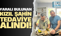 Kocaeli'de yaralı bulunan kızıl şahin tedaviye alındı!