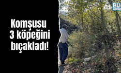 Köpekleri bıçakladı