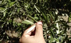 Zeytin üreticileri hasada buruk başladı