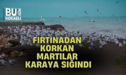 FIRTINADAN KORKAN MARTILAR KARAYA SIĞINDI