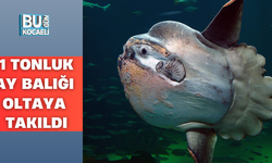 1 TONLUK AY BALIĞI OLTAYA TAKILDI