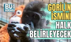 GORİLİN İSMİNİ HALK BELİRLEYECEK