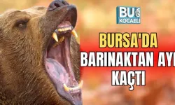 BURSA'DA BARINAKTAN AYI KAÇTI