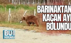 BARINAKTAN KAÇAN AYI BULUNDU