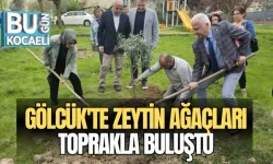 GÖLCÜK'TE ZEYTİN AĞAÇLARI TOPRAKLA BULUŞTU
