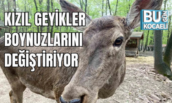 KIZIL GEYİKLER BOYNUZLARINI DEĞİŞTİRİYOR