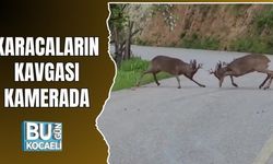 KARACALARIN KAVGASI KAMERADA