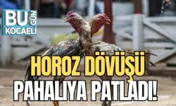 HOROZ DÖVÜŞÜ PAHALIYA PATLADI!