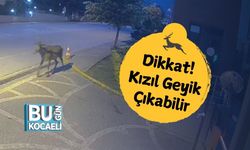 Dikkat! Kızıl Geyik Çıkabilir