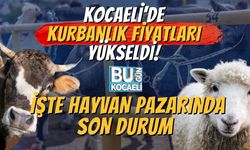 Kocaeli’de Kurbanlık Fiyatları Yükseldi! İşte Hayvan Pazarında Son Durum