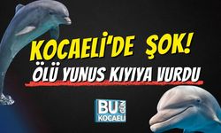 Kocaeli'de Şok! Ölü Yunus Kıyıya Vurdu