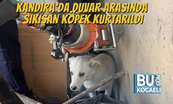 Kandıra’da Duvar Arasında Sıkışan Köpek Kurtarıldı