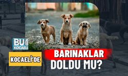 KOCAELİ’DE BARINAKLAR DOLDU MU?