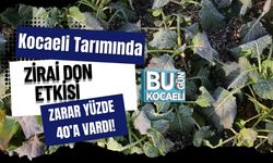 Kocaeli Tarımında Zirai Don Etkisi: Zarar Yüzde 40’a Vardı!