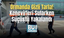 Ormanda Gizli Tarla! Kenevirleri Sularken Suçüstü Yakalandı