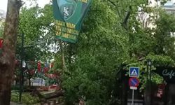 İzmit Yürüyüş Yolunda Asırlık Ağaç Devrildi
