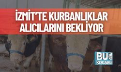 İzmit’te Kurbanlıklar Alıcılarını Bekliyor