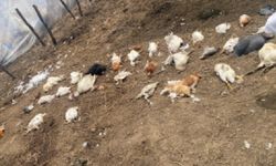 Sokak Köpekleri Durhasan Köyü'nde 76 Hayvanı Telef Etti