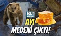 Ayı Medeni Çıktı!