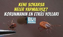 Kene Sokarsa Neler Yapmalıyız? Korunmanın En Etkili Yolları